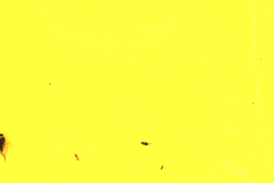 Image 28